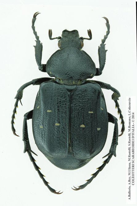 Gnorimus variabilis, maschio